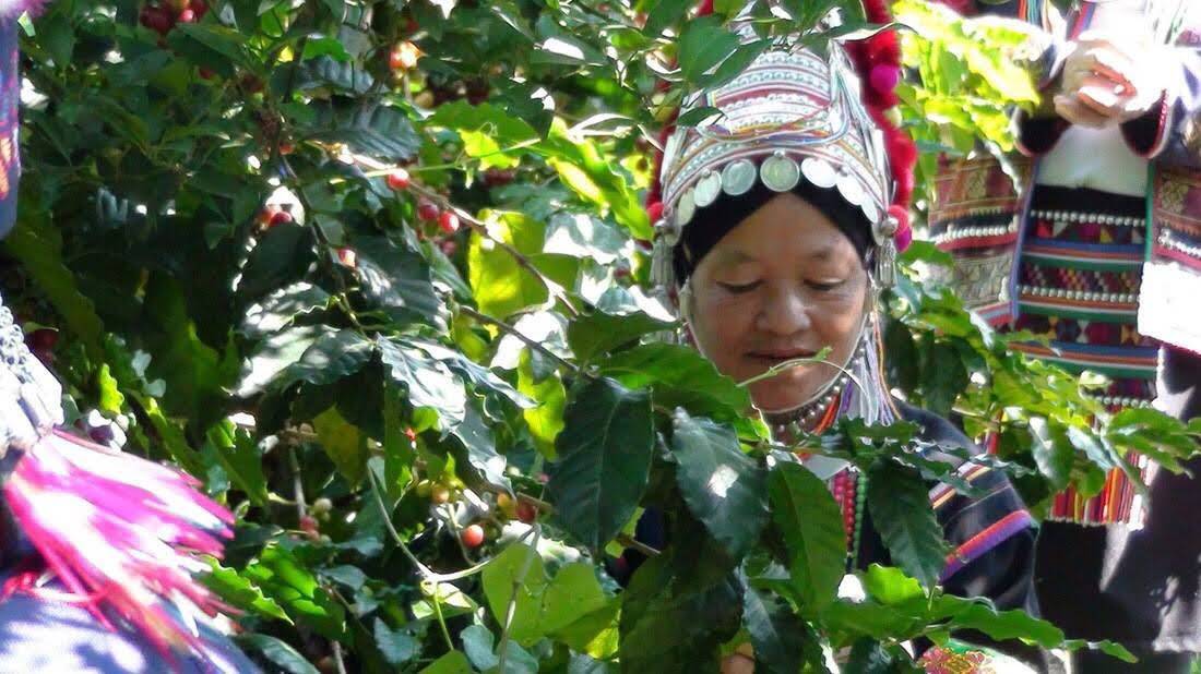 coffee picking